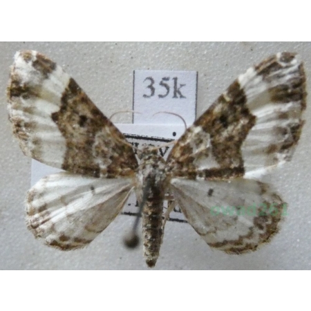 Euphyia unangulata (Haworth, 1809) Paśnik jednozębik Slovakia35k